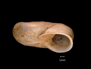 Media type: image;   Malacology 169311 Aspect: apertural